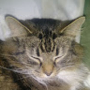 Meet your Posher, Harrison